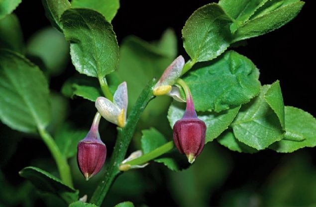 Frutos del arndano (foto: Antonio Vzquez)