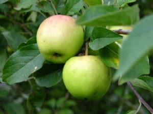 Manzanas