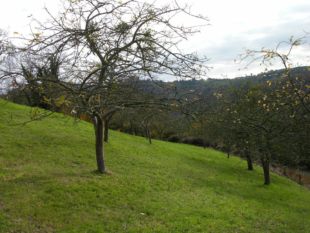 Pumarada