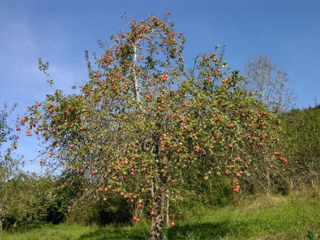 Sidra