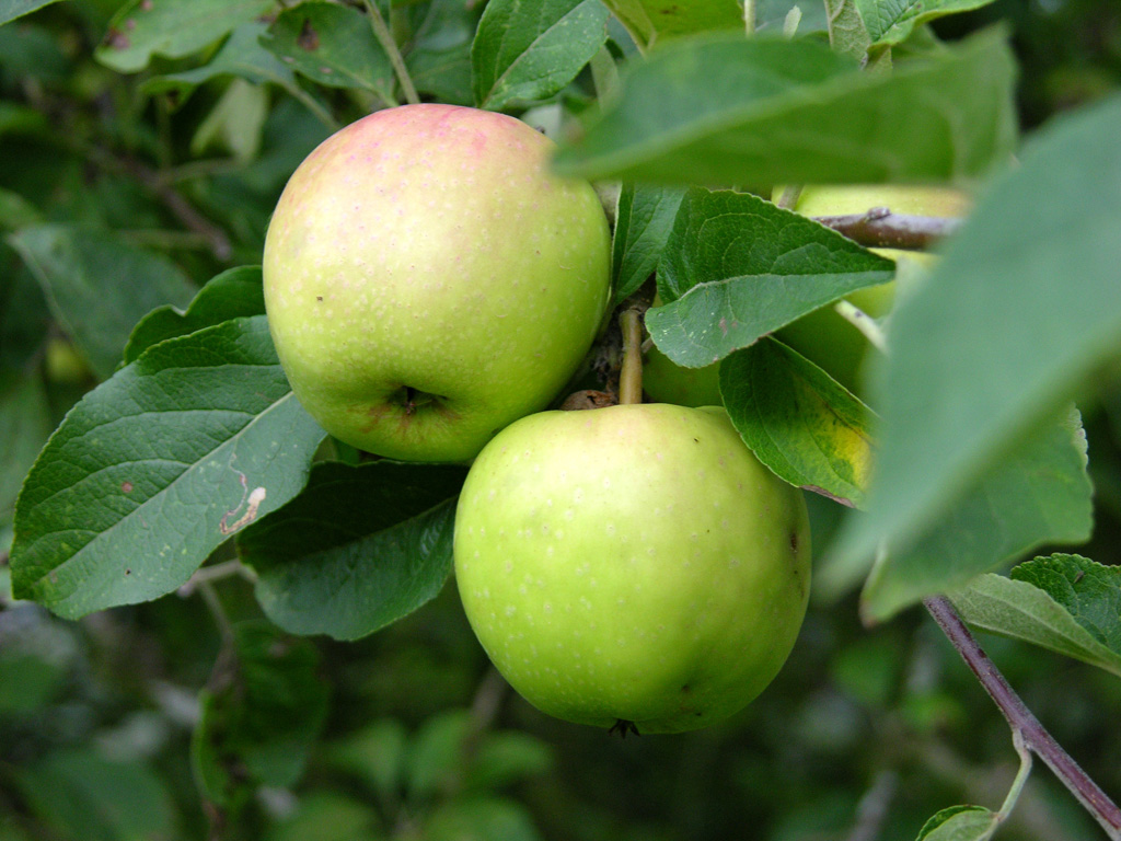 Manzanas