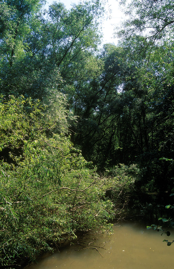 Sauces y alisos en un bosque de ribera (foto: Antonio Vzquez)