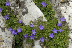 Campanilla