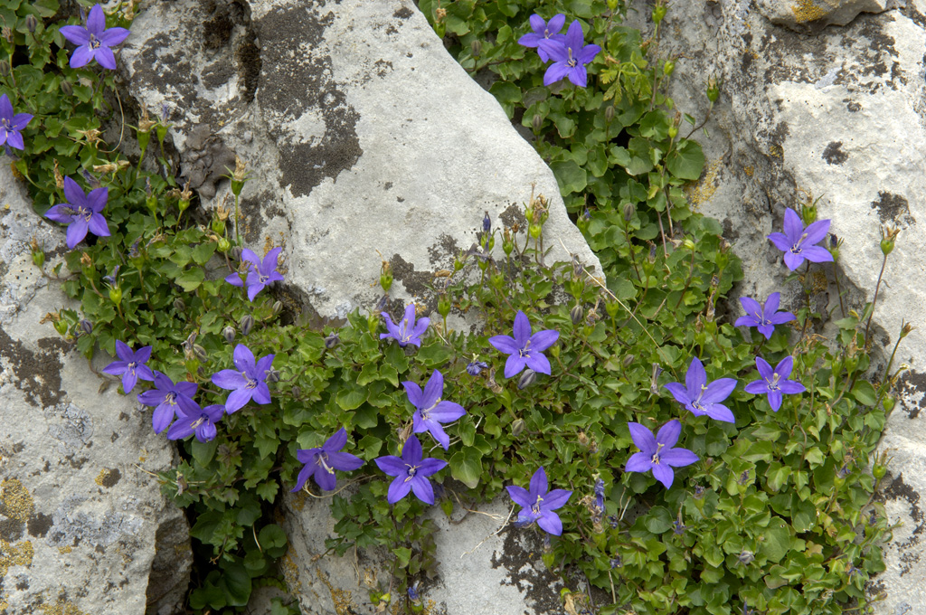 Campanilla