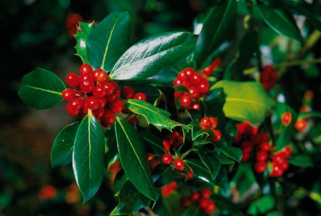 Ilex aquifolium (foto: Antonio Vzquez)