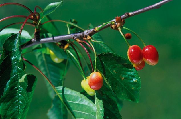 Prunus avium (foto: Antonio Vzquez)