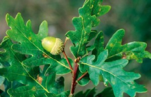 Quercus robur (foto: Antonio Vzquez)