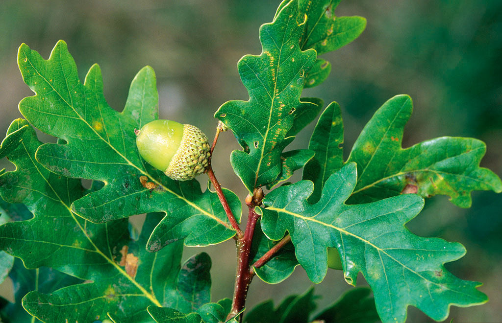 Quercus robur (foto: Antonio Vzquez)