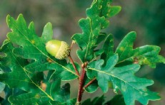 Quercus robur (foto: Antonio Vzquez)
