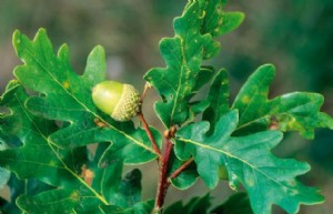 Quercus robur (foto: Antonio Vázquez)